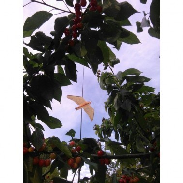 Instalação do Falcão Espanta-Pombos em Árvores Frutíferas