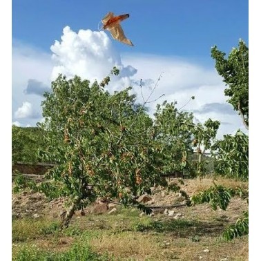 Falcão Espantalho Instalado num Campo de Cultivo