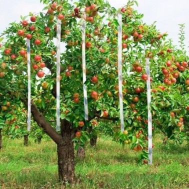 Tiras de Fita Espanta-Pássaros Instaladas numa Árvore de Fruto