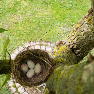 Barreira em árvore para proteger ninhos de pássaros dos gatos