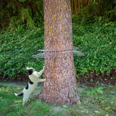 Barreira impede gato de subir na árvore