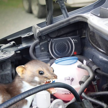 Doninha a danificar motor de carro