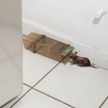 Rato Entrando na Armadilha para Ratos