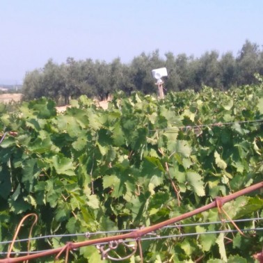 Alto-falante PA do Bird Gard Super Pro PA4 Instalado em Campo Agrícola