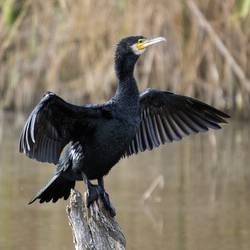 Espanta Cormoroes, Garças