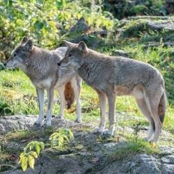 Espanta Lobos, Raposas